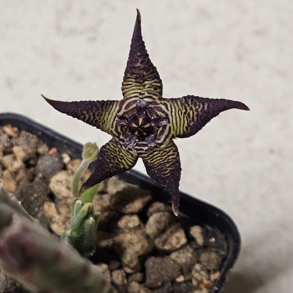 Stapelia cedrimontana